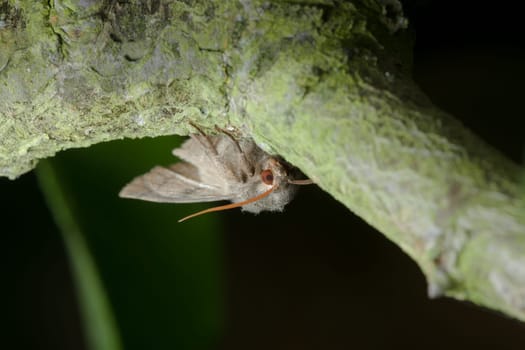 Up side down moth hangs from a branch, antennae in perfect focus and deep red eye stares at the camera. Large grey moth.