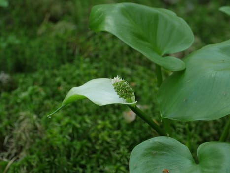 marsh calla blooming close to, swamp plant