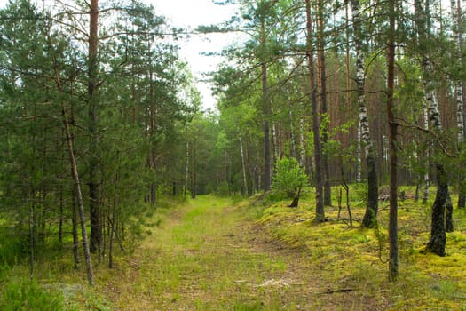 Natural deep forest road in summer day, landscape in Belarus