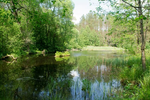 Scenic view of the forest lake in Belarus, eco calm concept