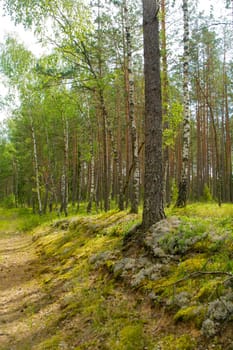 Summer green mushroom forest landscape in the morning in Belarus. Natural woodland, mixt forest with pine and birch trees, vertical image