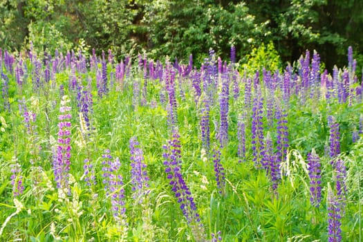 Forest clearing overgrown with blue lupines or Lupinus. Wild nature of Belarus
