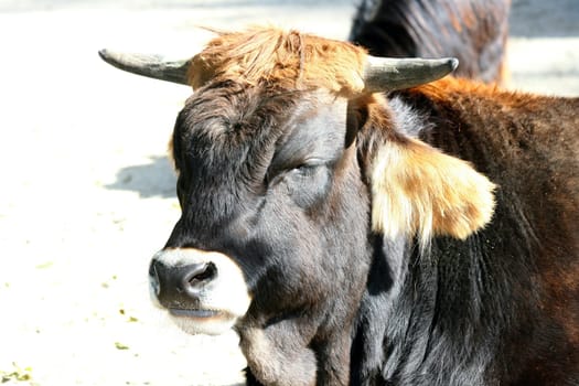 a portrait image of a black cow .