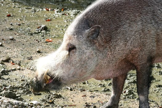a detail shot of a wild boar (Sus scrofa).