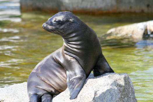 A seal sunning itself on a rock on the beach