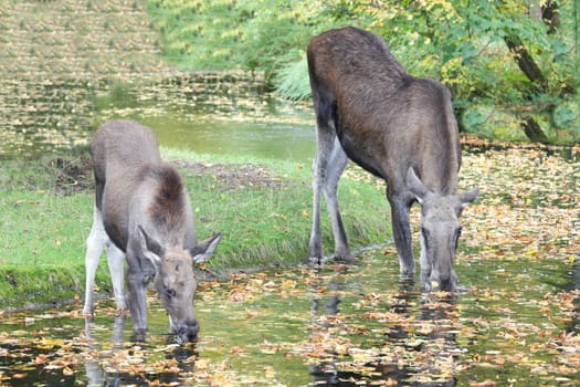 A moose with her calf when drinking.
