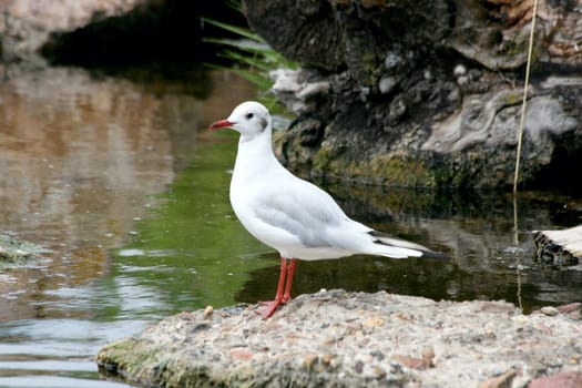 A white head laugh gull (Larus novaehollandiae) sits on a rock.