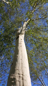 Historic tree of Tauberbischofsheim as a background