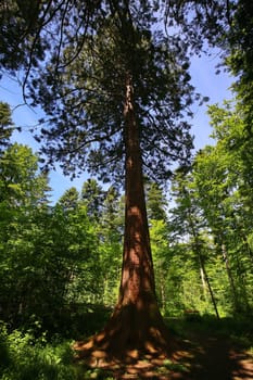 Sequoia in the environment of Sulz am Neckar
