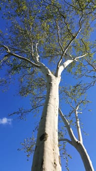 Historic tree of Tauberbischofsheim as a background