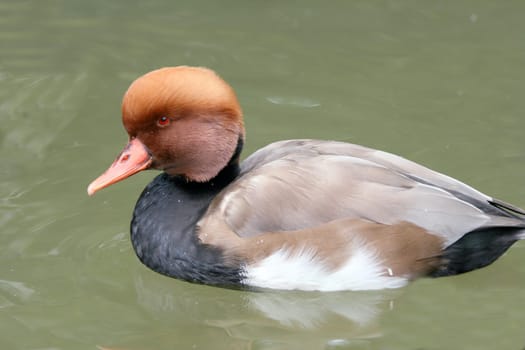 A male Red-crested Pochard (Netta rufina) in water