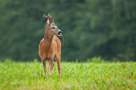 Roe deer male, capreolus capreolus, standing on meadow in summer nature. Roebuck looking on grassland from front. Wild mammal with antlers and brown fur observing on pasture.