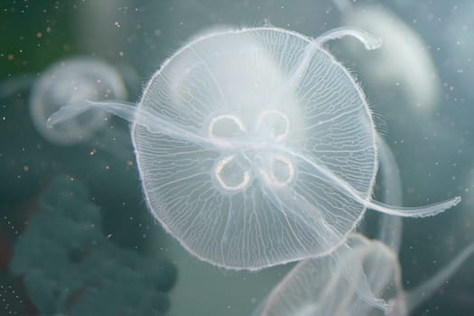 An almost transparent jellyfish floating in the water.