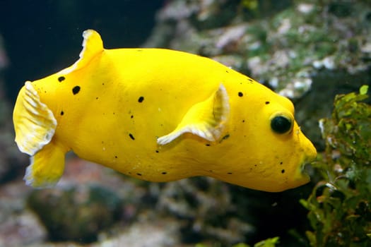 Yellow boxfish, (Ostracion cubicus) a young, yellow with black dots.