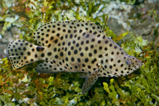 The humpback grouper (Cromileptes altivelis) is a perch of the family Serranidae.