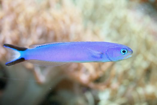 Seen a little blue fish from the side.