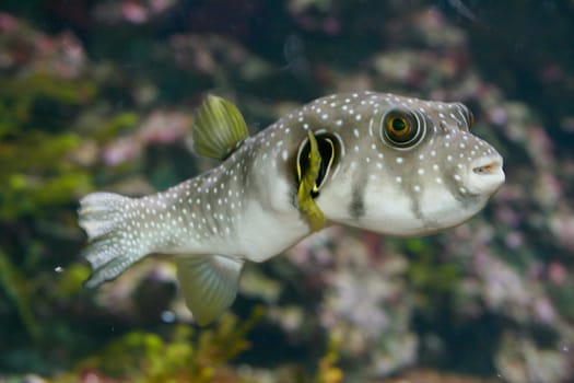 A puffer (Tetraodontidae) in the normal state