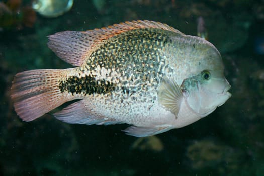 A male fish, (Paratheraps synspilum) in side view .