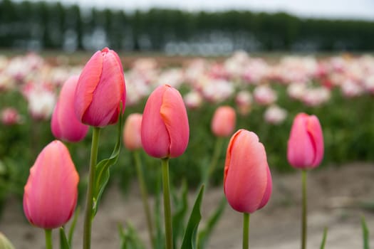 Colorful field of tulips in the Netherlands