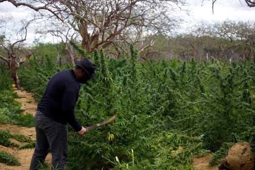 jacobina, bahia / brazil - december 5, 2014: Civil police officer from Bahia is seen during a marijuana plantation eradication operation in the city of Jacobina.....