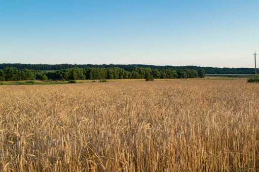 Wheat grain field on sunny day. Cereal organic farming in Belarus