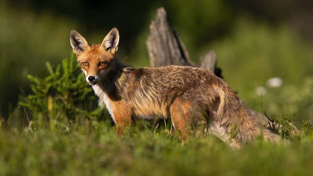 Calm red fox, vulpes vulpes, standing on meadow in summer nature. Wild predator looking on grassland in warm sunlight. Animal with orange fur staring on a glade.