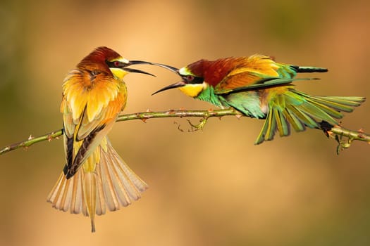 Two european bee-eaters, merops apiaster, fighting on branch in summer. Rivalry multicolored birds with long beaks attacking each other on bough.