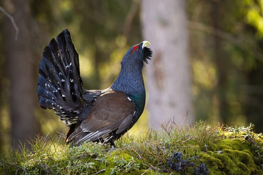 Male western capercaillie, tetrao urogallus, lekking in forest in spring. Territorial bird with dark blue feathers showing on rock with moss. Wild wood grouse standing in green nature.