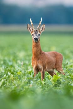 Alert roe deer, capreolus capreolus, buck standing on field in summer nature in vertical composition. Majestic roebuck with massive antlers looking to the camera on beet. Wild attentive mammal staring in countryside.