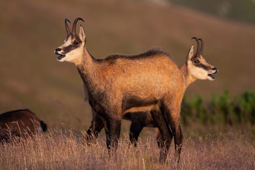 Two tatra chamois, rupicapra rupicapra tatrica, calling in mountains in summer nature. Pair wild goat bleating on meadow from side view. Carpathian mammals with horns standing in grass with open mouth.