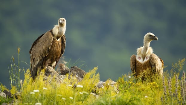 Two majestic griffon vultures, gyps fulvus, sitting on rocks in summer. Magnificent pair of bird looking on stone in sunlight. Wild bird of prey with long neck observing in wilderness.