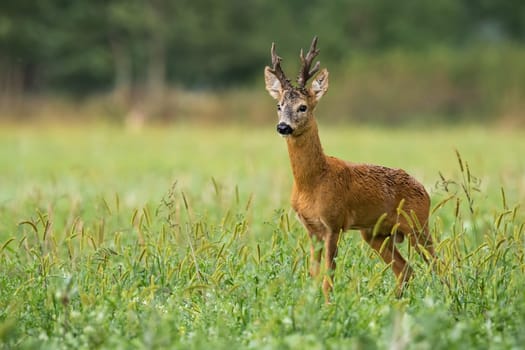 Territorial roe deer, capreolus capreolus, watching on field in summer nature. Vital creature with big antlers standing on meadow with copy space from side view.