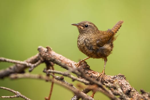Eurasian wren, troglodytes troglodyte, sitting on branch in summertime nature. Small brown songbird resting on bough. Wild tiny animal looking on twig.