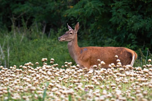 Red deer, cervus elaphus, female standing in poppy in summer nature. Wild hind looking on meadow in summertime from side. Calm mammal observing on field with blurred background.