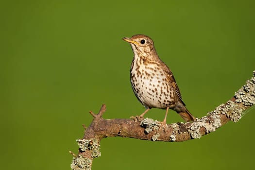 Song thrush, turdus philomelos, sitting on branch in summertime nature. Curious songbird with brown spots resting on bough. Wild feathered animal looking on twig with green background.