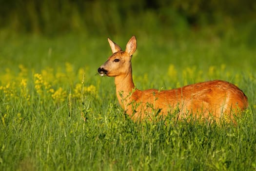 Roe deer, capreolus capreolus, doe standing on meadow in summer nature. Beautiful mammal looking on flower field in sunlight. Wild animal female observing on grassland from side.