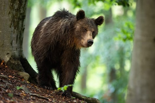 Brown bear, ursus arctos, walking in forest in summertime nature. Young mammal with long dark fur approaching in woodland from front view. Wild predator on horizon wilderness.