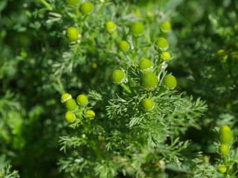 Pineappleweed green flowers in nature, Medicinal plant.background