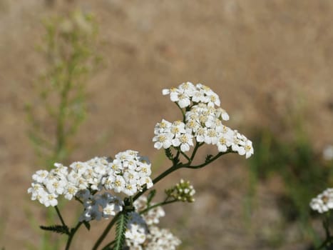 inflorescence of white flowers of yarrow, herbal plant
