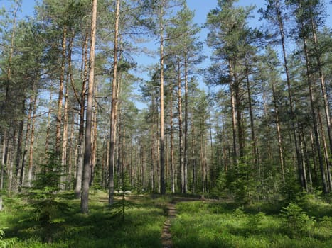 pine forest in summer beautiful landscape with footpath