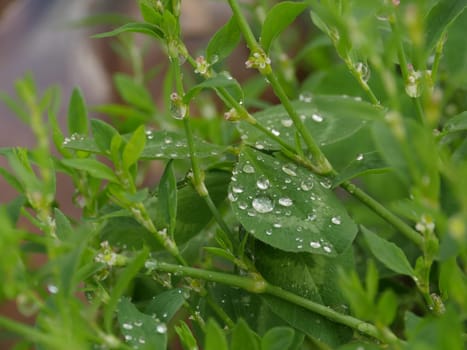emerald drops of morning dew on green leaves of grass