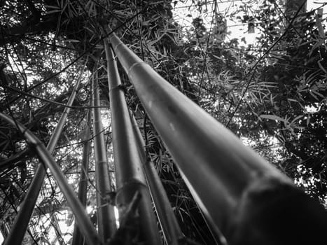 Wide-angle black and white view of pointed bamboo trunks (lat: Bambusoideae) with foliage in front of bright sky.