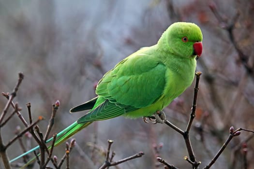 Free-living collared parakeets Psittacula krameri in Heidelberg