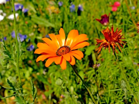 marigold in a meadow with a lot of colorful flowers
