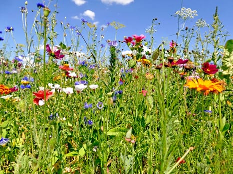 meadow with a lot of colorful flowers