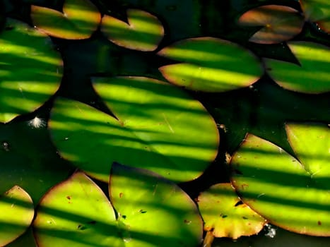 a pond with water lily leaves in sun and shadow
