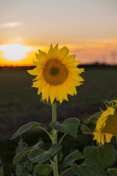 yellow sunflower in sunrise