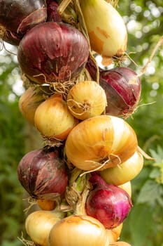 Different types of onions tied into a braid against a blurred green background