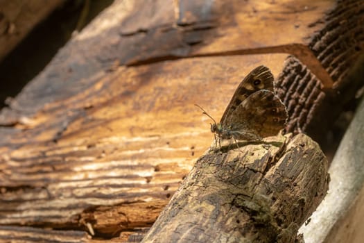Small brown butterfly sits on a branch in front of dark wooden wall with copy space