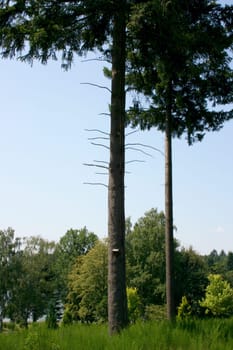 Forest with two individual trees in the foreground .